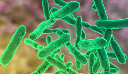 Akkermansia Muciniphila.