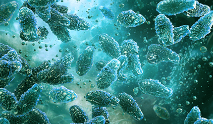 Clostridium butyricum.